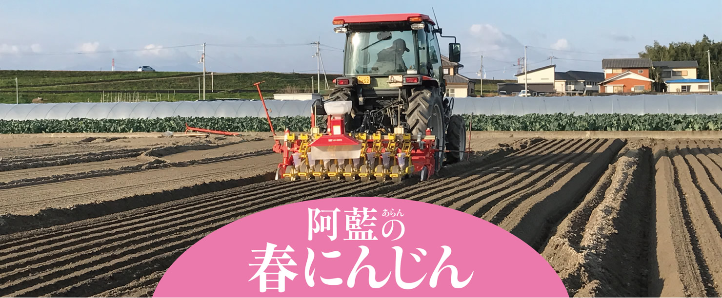 阿藍(あらん)の春にんじん