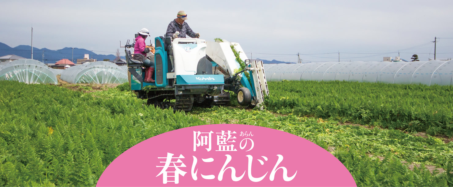 阿藍(あらん)の春にんじん