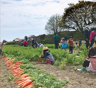 阿藍の春にんじん収穫体験