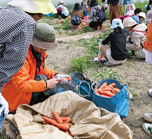 阿藍の春にんじん収穫体験