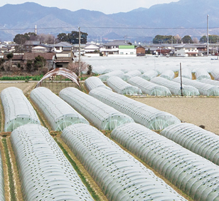 阿藍のにんじん栽培