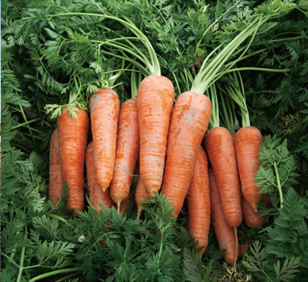 阿藍の春にんじん