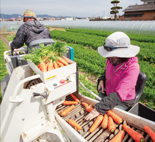 阿藍のにんじん収穫風景