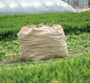 阿藍の春にんじん